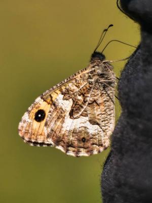 Agreste (L') Hipparchia semele (Linnaeus, 1758)