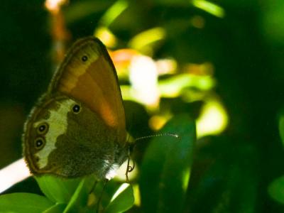 Céphale (Le), Arcanie (L') Coenonympha arcania (Linnaeus, 1760)