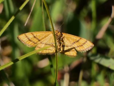 Acidalie des alpages (L'), Acidalie double-ceintur Idaea aureolaria (Denis & Schiffermüller, 1775)