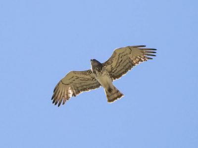 Circaète Jean-le-Blanc Circaetus gallicus (Gmelin, 1788)