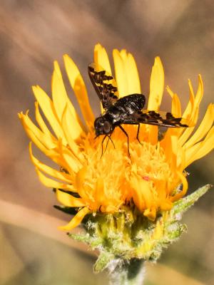  Exoprosopa jacchus (Fabricius, 1805)