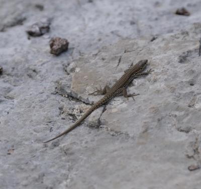 Lézard catalan Podarcis liolepis (Boulenger, 1905)