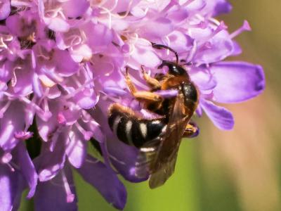  Lasioglossum xanthopus (Kirby, 1802)