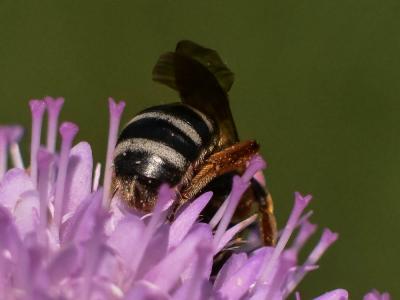  Lasioglossum xanthopus (Kirby, 1802)