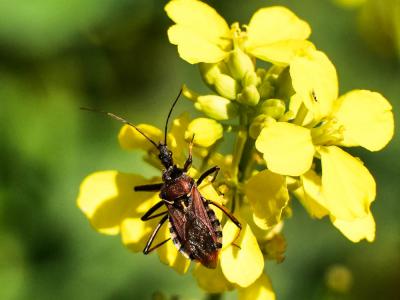 Rèduve à pattes rouges Rhynocoris erythropus (Linnaeus, 1767)