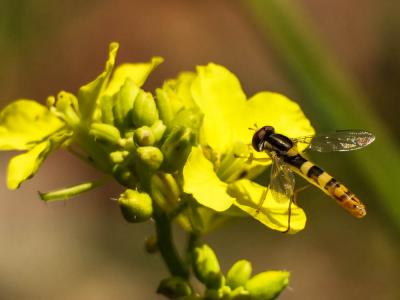  Sphaerophoria scripta (Linnaeus, 1758)