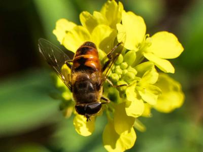 Eristale gluante, Mouche pourceau Eristalis tenax (Linnaeus, 1758)