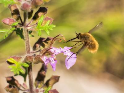  Bombylius Linnaeus, 1758