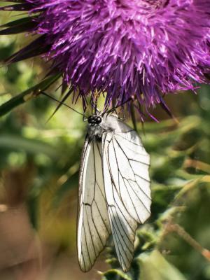 Gazé (Le), Piéride de l'Aubépine (La), Piéride gaz Aporia crataegi (Linnaeus, 1758)