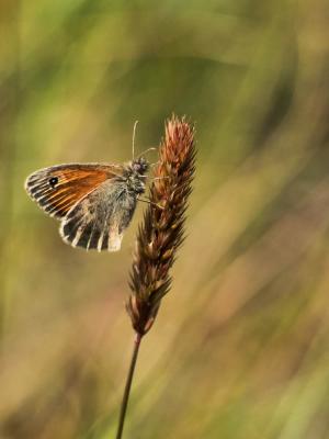 Fadet commun (Le), Procris (Le), Petit Papillon de Coenonympha pamphilus (Linnaeus, 1758)