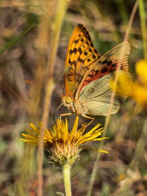 Cardinal (Le), Pandora (Le), Nacré turquoise (Le) Argynnis pandora (Denis & Schiffermüller, 1775)