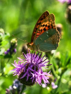 Cardinal (Le), Pandora (Le), Nacré turquoise (Le) Argynnis pandora (Denis & Schiffermüller, 1775)
