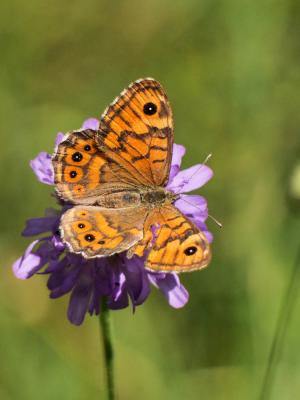 Mégère (La), Satyre (Le) Lasiommata megera (Linnaeus, 1767)