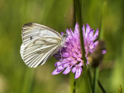 Piéride du Navet (La), Papillon blanc veiné de ver Pieris napi (Linnaeus, 1758)