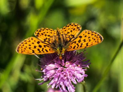 Grand collier argenté (Le), Nacré sagitté (Le) Boloria euphrosyne (Linnaeus, 1758)