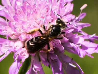 Andrène de la scabieuse Andrena hattorfiana (Fabricius, 1775)