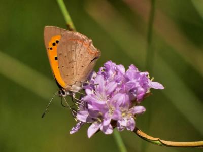 Cuivré commun (Le), Argus bronzé (L'), Bronzé (Le) Lycaena phlaeas (Linnaeus, 1760)