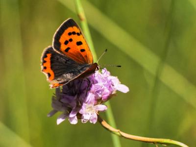 Cuivré commun (Le), Argus bronzé (L'), Bronzé (Le) Lycaena phlaeas (Linnaeus, 1760)