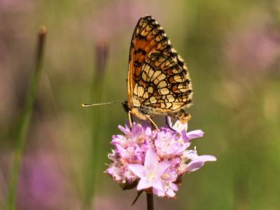 Mélitée du Mélampyre (La), Damier Athalie (Le) Melitaea athalia (Rottemburg, 1775)