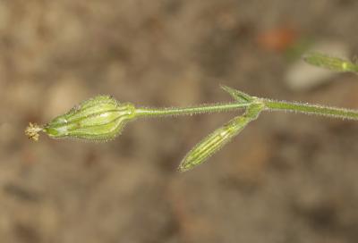 Silène à fleurs vertes Silene viridiflora L., 1762