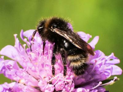  Bombus Latreille, 1802