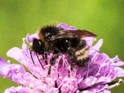  Bombus Latreille, 1802