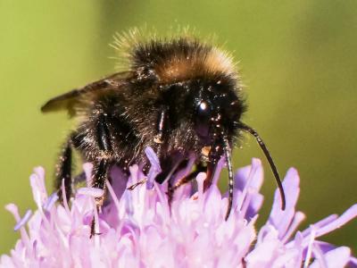  Bombus Latreille, 1802
