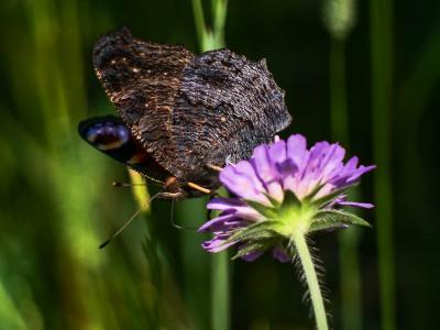 Paon-du-jour (Le), Paon de jour (Le), Oeil -de-Pao Aglais io (Linnaeus, 1758)
