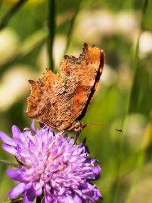 Gamma (Le), Robert-le-diable (Le), C-blanc (Le), D Polygonia c-album (Linnaeus, 1758)