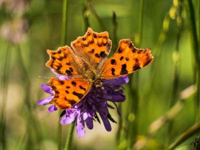 Gamma (Le), Robert-le-diable (Le), C-blanc (Le), D Polygonia c-album (Linnaeus, 1758)