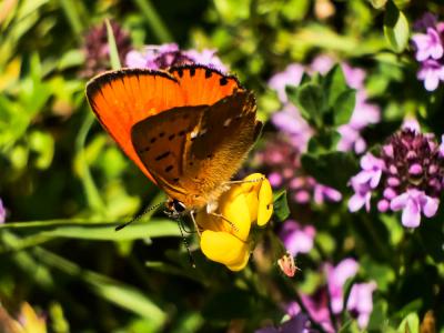 Cuivré de la Verge-d'or (Le), Cuivré satiné (Le),  Lycaena virgaureae (Linnaeus, 1758)