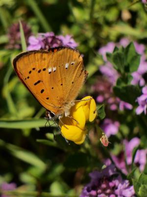 Cuivré de la Verge-d'or (Le), Cuivré satiné (Le),  Lycaena virgaureae (Linnaeus, 1758)