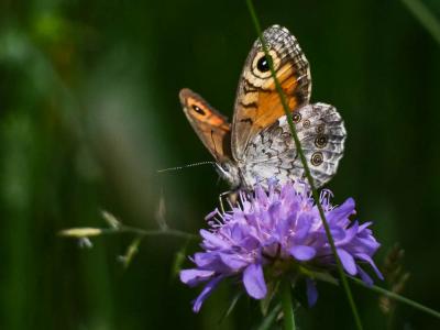 Némusien (Le), Ariane (L'), Némutien (Le), Satyre  Lasiommata maera (Linnaeus, 1758)