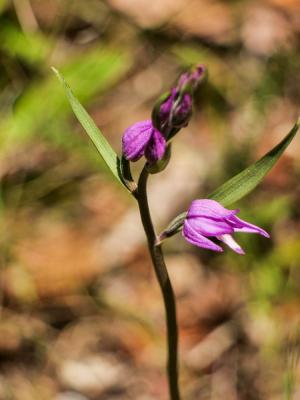 Céphalanthère rouge, Elléborine rouge Cephalanthera rubra (L.) Rich., 1817