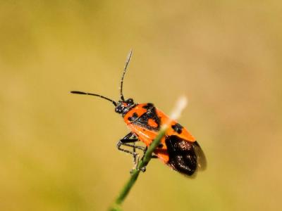 Corise de la jusquiame Corizus hyoscyami (Linnaeus, 1758)