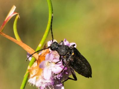 Lepture écussonné Stictoleptura scutellata (Fabricius, 1781)