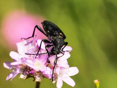 Lepture écussonné Stictoleptura scutellata (Fabricius, 1781)