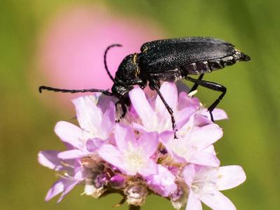Lepture écussonné Stictoleptura scutellata (Fabricius, 1781)