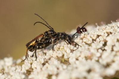 Sténoptère noir Stenopterus ater (Linnaeus, 1767)