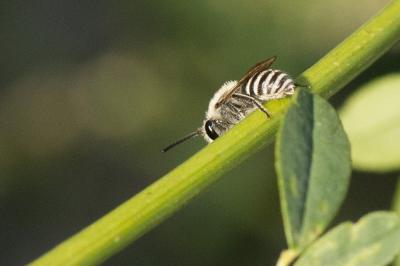  Colletes dusmeti Noskiewicz, 1936