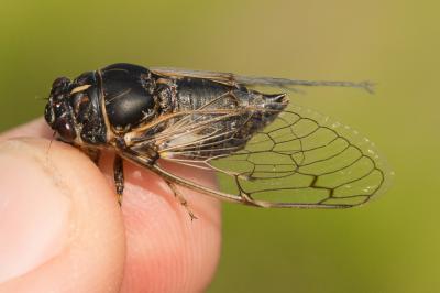 Cigale noire (la) Cicadatra atra (Olivier, 1790)