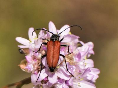 Lepture rouge sang Anastrangalia sanguinolenta (Linnaeus, 1760)