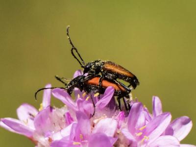 Lepture rouge sang Anastrangalia sanguinolenta (Linnaeus, 1760)