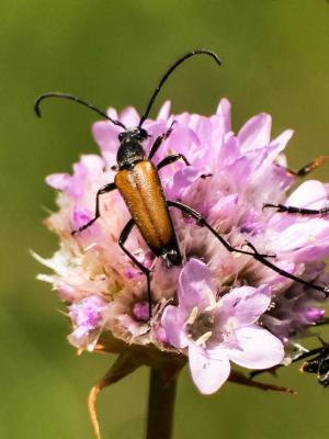 Lepture rouge sang Anastrangalia sanguinolenta (Linnaeus, 1760)