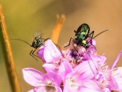  Anogcodes seladonius seladonius (Fabricius, 1792)