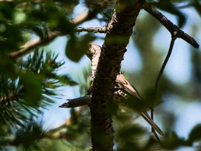 Grive draine Turdus viscivorus Linnaeus, 1758