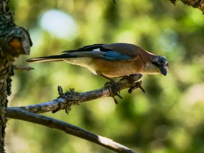 Geai des chênes Garrulus glandarius (Linnaeus, 1758)