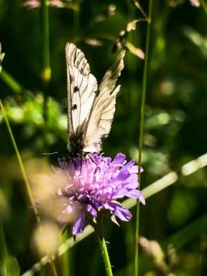Semi-Apollon (Le) Parnassius mnemosyne (Linnaeus, 1758)