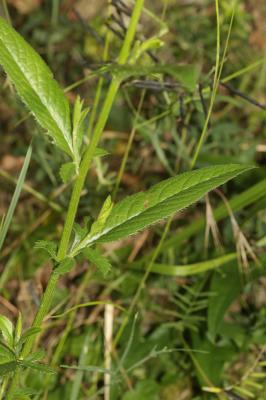 Serratule des teinturiers, Sarrette Serratula tinctoria L., 1753