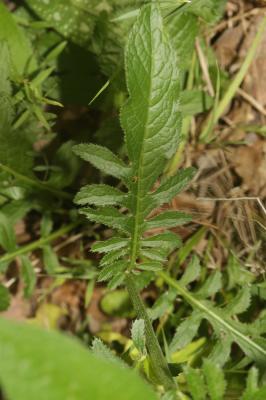 Serratule des teinturiers, Sarrette Serratula tinctoria L., 1753